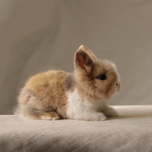 Teddy bear T-colours - The Teddy Bear rabbit is characterized by its thick, long fur, its charming appearance, and its generally calm personality. Its weight at adulthood reaches approximately 2 kg.


Please note:


• Owning a rabbit is a responsibility and requires providing proper care and a suitable environment.


• In case of canceling the reservation during the holding period, only half of the amount will be refunded, and the remaining half will be retained as a deposit.
The remaining deposit can be used for a future reservation or for purchasing products from the store.


• All our rabbits are clean, healthy, and checked before delivery.


• If any health issue or discrepancy is noticed at the time of pickup, please inform us immediately.
No refunds or exchanges will be accepted after the order is confirmed.