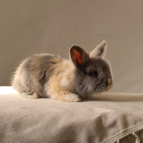 Teddy bear T-colour - The Teddy Bear rabbit is characterized by its thick, long fur, its charming appearance, and its generally calm personality. Its weight at adulthood reaches approximately 2 kg.


Please note:


• Owning a rabbit is a responsibility and requires providing proper care and a suitable environment.


• In case of canceling the reservation during the holding period, only half of the amount will be refunded, and the remaining half will be retained as a deposit.
The remaining deposit can be used for a future reservation or for purchasing products from the store.


• All our rabbits are clean, healthy, and checked before delivery.


• If any health issue or discrepancy is noticed at the time of pickup, please inform us immediately.
No refunds or exchanges will be accepted after the order is confirmed.
