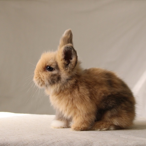 Teddy bear T-colour - The Teddy Bear rabbit is characterized by its thick, long fur, its charming appearance, and its generally calm personality. Its weight at adulthood reaches approximately 2 kg. 
 Please note: 
 • Owning a rabbit is a responsibility and requires providing proper care and a suitable environment. 
 • In case of canceling the reservation during the holding period, only half of the amount will be refunded, and the remaining half will be retained as a deposit. The remaining deposit can be used for a future reservation or for purchasing products from the store. 
 • All our rabbits are clean, healthy, and checked before delivery. 
 • If any health issue or discrepancy is noticed at the time of pickup, please inform us immediately. No refunds or exchanges will be accepted after the order is confirmed.