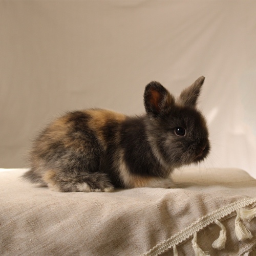 Teddy bear harlequin - The Teddy Bear rabbit is characterized by its thick, long fur, its charming appearance, and its generally calm personality. Its weight at adulthood reaches approximately 2 kg.


Please note:


• Owning a rabbit is a responsibility and requires providing proper care and a suitable environment.


• In case of canceling the reservation during the holding period, only half of the amount will be refunded, and the remaining half will be retained as a deposit.
The remaining deposit can be used for a future reservation or for purchasing products from the store.


• All our rabbits are clean, healthy, and checked before delivery.


• If any health issue or discrepancy is noticed at the time of pickup, please inform us immediately.
No refunds or exchanges will be accepted after the order is confirmed.