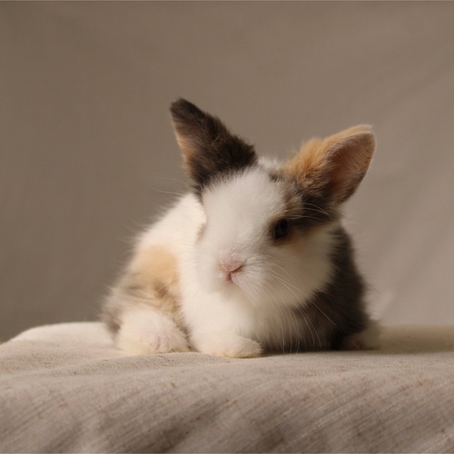 Teddy bear - T-colours - The Teddy Bear rabbit is characterized by its thick, long fur, its charming appearance, and its generally calm personality. Its weight at adulthood reaches approximately 2 kg.


Please note:


• Owning a rabbit is a responsibility and requires providing proper care and a suitable environment.


• In case of canceling the reservation during the holding period, only half of the amount will be refunded, and the remaining half will be retained as a deposit.
The remaining deposit can be used for a future reservation or for purchasing products from the store.


• All our rabbits are clean, healthy, and checked before delivery.


• If any health issue or discrepancy is noticed at the time of pickup, please inform us immediately.
No refunds or exchanges will be accepted after the order is confirmed.
