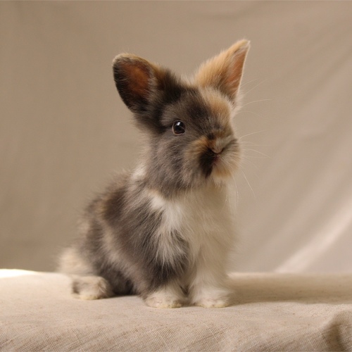 Teddy bear - T-colours - The Teddy Bear rabbit is characterized by its thick, long fur, its charming appearance, and its generally calm personality. Its weight at adulthood reaches approximately 2 kg.


Please note:


• Owning a rabbit is a responsibility and requires providing proper care and a suitable environment.


• In case of canceling the reservation during the holding period, only half of the amount will be refunded, and the remaining half will be retained as a deposit.
The remaining deposit can be used for a future reservation or for purchasing products from the store.


• All our rabbits are clean, healthy, and checked before delivery.


• If any health issue or discrepancy is noticed at the time of pickup, please inform us immediately.
No refunds or exchanges will be accepted after the order is confirmed.