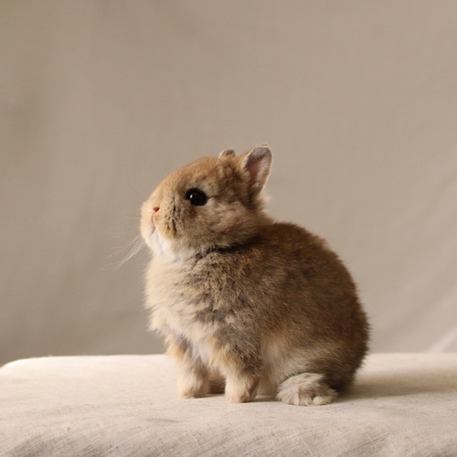 Netherland dwarf - chestnut - The Netherland Dwarf rabbit is one of the smallest rabbit breeds. It is characterized by its very small body, short ears, short soft fur, and its adorable appearance with a friendly and social personality. It is an active and playful rabbit that loves to move and jump frequently. Its weight at adulthood reaches approximately 1 kilogram or less.


Please note:


• Owning a rabbit is a responsibility and requires providing proper care and a suitable environment.


• In case of canceling the reservation during the holding period, only half of the amount will be refunded, and the remaining half will be retained as a deposit.
The remaining deposit can be used for a future reservation or for purchasing products from the store.


• All our rabbits are clean, healthy, and checked before delivery.


• If any health issue or discrepancy is noticed at the time of pickup, please inform us immediately.
No refunds or exchanges will be accepted after the order is confirmed.