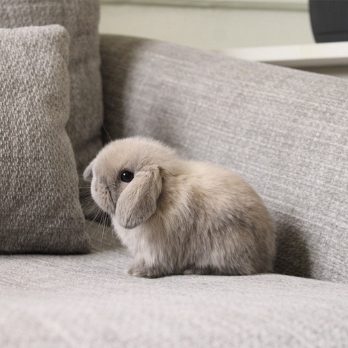 Holland lop - blue point - One of the most gentle and popular rabbit breeds. The Holland Lop rabbit is known for its dwarf size, small drooping ears, short soft fur, and its friendly and social personality. It is an active and playful rabbit that enjoys moving and jumping a lot. Its weight at adulthood reaches approximately 1 kilogram or less.


Please note:


• Owning a rabbit is a responsibility and requires providing proper care and a suitable environment.


• In case of canceling the reservation during the holding period, only half of the amount will be refunded, and the remaining half will be retained as a deposit.
The remaining deposit can be used for a future reservation or for purchasing products from the store.


• All our rabbits are clean, healthy, and checked before delivery.


• If any health issue or discrepancy is noticed at the time of pickup, please inform us immediately.
No refunds or exchanges will be accepted after the order is confirmed.