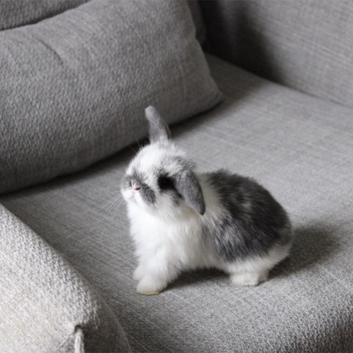 Holland lop - broken blue - One of the most gentle and popular rabbit breeds. The Holland Lop rabbit is known for its dwarf size, small drooping ears, short soft fur, and its friendly and social personality. It is an active and playful rabbit that enjoys moving and jumping a lot. Its weight at adulthood reaches approximately 1 kilogram or less.


Please note:


• Owning a rabbit is a responsibility and requires providing proper care and a suitable environment.


• In case of canceling the reservation during the holding period, only half of the amount will be refunded, and the remaining half will be retained as a deposit.
The remaining deposit can be used for a future reservation or for purchasing products from the store.


• All our rabbits are clean, healthy, and checked before delivery.


• If any health issue or discrepancy is noticed at the time of pickup, please inform us immediately.
No refunds or exchanges will be accepted after the order is confirmed.