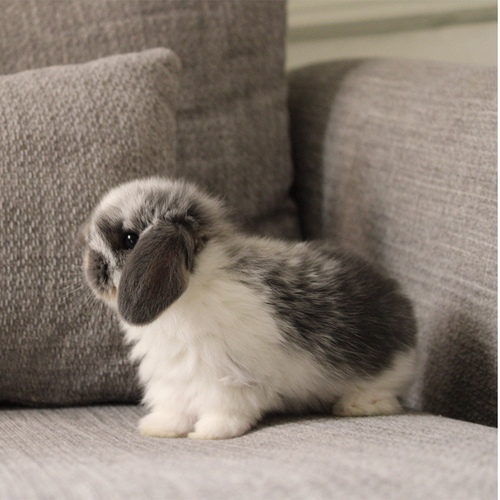 Holland lop - broken blue otter - One of the most gentle and popular rabbit breeds. The Holland Lop rabbit is known for its dwarf size, small drooping ears, short soft fur, and its friendly and social personality. It is an active and playful rabbit that enjoys moving and jumping a lot. Its weight at adulthood reaches approximately 1 kilogram or less.


Please note:


• Owning a rabbit is a responsibility and requires providing proper care and a suitable environment.


• In case of canceling the reservation during the holding period, only half of the amount will be refunded, and the remaining half will be retained as a deposit.
The remaining deposit can be used for a future reservation or for purchasing products from the store.


• All our rabbits are clean, healthy, and checked before delivery.


• If any health issue or discrepancy is noticed at the time of pickup, please inform us immediately.
No refunds or exchanges will be accepted after the order is confirmed.