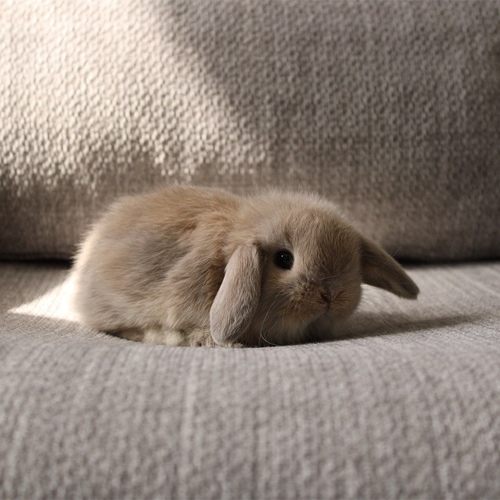 Holland lop - cream - One of the most gentle and popular rabbit breeds. The Holland Lop rabbit is known for its dwarf size, small drooping ears, short soft fur, and its friendly and social personality. It is an active and playful rabbit that enjoys moving and jumping a lot. Its weight at adulthood reaches approximately 1 kilogram or less.


Please note:


• Owning a rabbit is a responsibility and requires providing proper care and a suitable environment.


• In case of canceling the reservation during the holding period, only half of the amount will be refunded, and the remaining half will be retained as a deposit.
The remaining deposit can be used for a future reservation or for purchasing products from the store.


• All our rabbits are clean, healthy, and checked before delivery.


• If any health issue or discrepancy is noticed at the time of pickup, please inform us immediately.
No refunds or exchanges will be accepted after the order is confirmed.