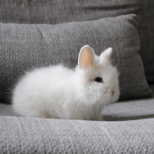 Teddy bear - harlequin - The Teddy Bear rabbit is characterized by its thick, long fur, its charming appearance, and its generally calm personality. Its weight at adulthood reaches approximately 2 kg.


Please note:


• Owning a rabbit is a responsibility and requires providing proper care and a suitable environment.


• In case of canceling the reservation during the holding period, only half of the amount will be refunded, and the remaining half will be retained as a deposit.
The remaining deposit can be used for a future reservation or for purchasing products from the store.


• All our rabbits are clean, healthy, and checked before delivery.


• If any health issue or discrepancy is noticed at the time of pickup, please inform us immediately.
No refunds or exchanges will be accepted after the order is confirmed.