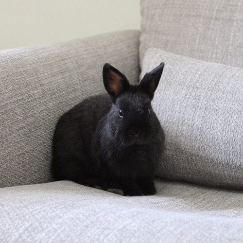 Netherland dwarf - black - The Netherland Dwarf rabbit is one of the smallest rabbit breeds. It is characterized by its very small body, short ears, short soft fur, and its adorable appearance with a friendly and social personality. It is an active and playful rabbit that loves to move and jump frequently. Its weight at adulthood reaches approximately 1 kilogram or less. 
 Please note: 
 • Owning a rabbit is a responsibility and requires providing proper care and a suitable environment. 
 • In case of canceling the reservation during the holding period, only half of the amount will be refunded, and the remaining half will be retained as a deposit. The remaining deposit can be used for a future reservation or for purchasing products from the store. 
 • All our rabbits are clean, healthy, and checked before delivery. 
 • If any health issue or discrepancy is noticed at the time of pickup, please inform us immediately. No refunds or exchanges will be accepted after the order is confirmed.