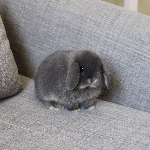 Holland lop - blue otter - One of the most gentle and popular rabbit breeds. The Holland Lop rabbit is known for its dwarf size, small drooping ears, short soft fur, and its friendly and social personality. It is an active and playful rabbit that enjoys moving and jumping a lot. Its weight at adulthood reaches approximately 1 kilogram or less.


Please note:


• Owning a rabbit is a responsibility and requires providing proper care and a suitable environment.


• In case of canceling the reservation during the holding period, only half of the amount will be refunded, and the remaining half will be retained as a deposit.
The remaining deposit can be used for a future reservation or for purchasing products from the store.


• All our rabbits are clean, healthy, and checked before delivery.


• If any health issue or discrepancy is noticed at the time of pickup, please inform us immediately.
No refunds or exchanges will be accepted after the order is confirmed.