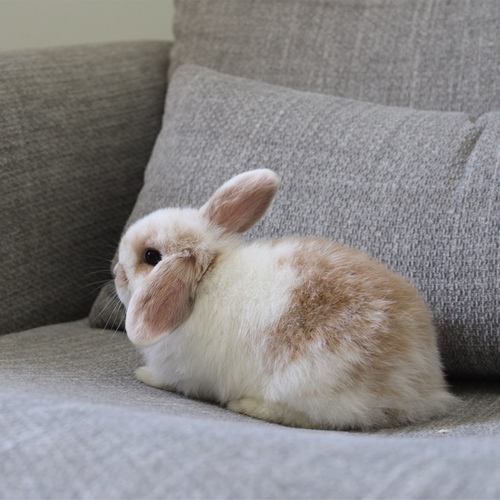 Holland lop - broken orange - One of the most gentle and popular rabbit breeds. The Holland Lop rabbit is known for its dwarf size, small drooping ears, short soft fur, and its friendly and social personality. It is an active and playful rabbit that enjoys moving and jumping a lot. Its weight at adulthood reaches approximately 1 kilogram or less.


Please note:


• Owning a rabbit is a responsibility and requires providing proper care and a suitable environment.


• In case of canceling the reservation during the holding period, only half of the amount will be refunded, and the remaining half will be retained as a deposit.
The remaining deposit can be used for a future reservation or for purchasing products from the store.


• All our rabbits are clean, healthy, and checked before delivery.


• If any health issue or discrepancy is noticed at the time of pickup, please inform us immediately.
No refunds or exchanges will be accepted after the order is confirmed.