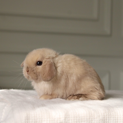 Holland lop -  chocolate seal point - One of the most gentle and popular rabbit breeds. The Holland Lop rabbit is known for its dwarf size, small drooping ears, short soft fur, and its friendly and social personality. It is an active and playful rabbit that enjoys moving and jumping a lot. Its weight at adulthood reaches approximately 1 kilogram or less.


Please note:


• Owning a rabbit is a responsibility and requires providing proper care and a suitable environment.


• In case of canceling the reservation during the holding period, only half of the amount will be refunded, and the remaining half will be retained as a deposit.
The remaining deposit can be used for a future reservation or for purchasing products from the store.


• All our rabbits are clean, healthy, and checked before delivery.


• If any health issue or discrepancy is noticed at the time of pickup, please inform us immediately.
No refunds or exchanges will be accepted after the order is confirmed.
