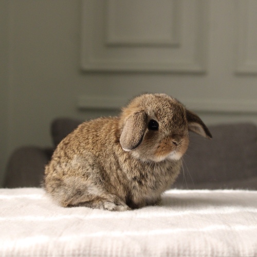 Holland lop - chestnut - One of the most gentle and popular rabbit breeds. The Holland Lop rabbit is known for its dwarf size, small drooping ears, short soft fur, and its friendly and social personality. It is an active and playful rabbit that enjoys moving and jumping a lot. Its weight at adulthood reaches approximately 1 kilogram or less.


Please note:


• Owning a rabbit is a responsibility and requires providing proper care and a suitable environment.


• In case of canceling the reservation during the holding period, only half of the amount will be refunded, and the remaining half will be retained as a deposit.
The remaining deposit can be used for a future reservation or for purchasing products from the store.


• All our rabbits are clean, healthy, and checked before delivery.


• If any health issue or discrepancy is noticed at the time of pickup, please inform us immediately.
No refunds or exchanges will be accepted after the order is confirmed.