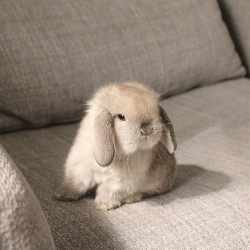 Holland lop -  sable point - One of the most gentle and popular rabbit breeds. The Holland Lop rabbit is known for its dwarf size, small drooping ears, short soft fur, and its friendly and social personality. It is an active and playful rabbit that enjoys moving and jumping a lot. Its weight at adulthood reaches approximately 1 kilogram or less.


Please note:


• Owning a rabbit is a responsibility and requires providing proper care and a suitable environment.


• In case of canceling the reservation during the holding period, only half of the amount will be refunded, and the remaining half will be retained as a deposit.
The remaining deposit can be used for a future reservation or for purchasing products from the store.


• All our rabbits are clean, healthy, and checked before delivery.


• If any health issue or discrepancy is noticed at the time of pickup, please inform us immediately.
No refunds or exchanges will be accepted after the order is confirmed.