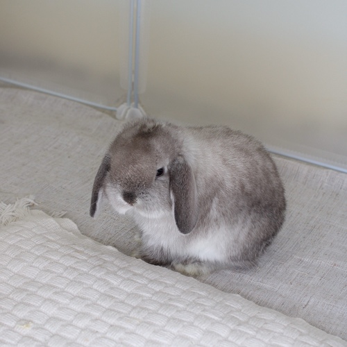 Holland lop - sable point - One of the most gentle and popular rabbit breeds. The Holland Lop rabbit is known for its dwarf size, small drooping ears, short soft fur, and its friendly and social personality. It is an active and playful rabbit that enjoys moving and jumping a lot. Its weight at adulthood reaches approximately 1 kilogram or less.


Please note:


• Owning a rabbit is a responsibility and requires providing proper care and a suitable environment.


• In case of canceling the reservation during the holding period, only half of the amount will be refunded, and the remaining half will be retained as a deposit.
The remaining deposit can be used for a future reservation or for purchasing products from the store.


• All our rabbits are clean, healthy, and checked before delivery.


• If any health issue or discrepancy is noticed at the time of pickup, please inform us immediately.
No refunds or exchanges will be accepted after the order is confirmed.
