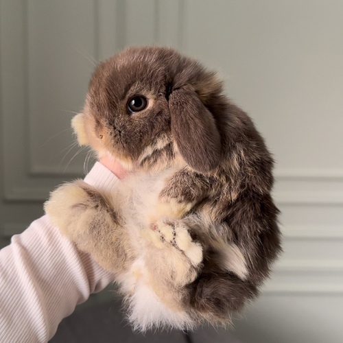 Holland lop - chocolate otter - One of the most gentle and popular rabbit breeds. The Holland Lop rabbit is known for its dwarf size, small drooping ears, short soft fur, and its friendly and social personality. It is an active and playful rabbit that enjoys moving and jumping a lot. Its weight at adulthood reaches approximately 1 kilogram or less.


Please note:


• Owning a rabbit is a responsibility and requires providing proper care and a suitable environment.


• In case of canceling the reservation during the holding period, only half of the amount will be refunded, and the remaining half will be retained as a deposit.
The remaining deposit can be used for a future reservation or for purchasing products from the store.


• All our rabbits are clean, healthy, and checked before delivery.


• If any health issue or discrepancy is noticed at the time of pickup, please inform us immediately.
No refunds or exchanges will be accepted after the order is confirmed.