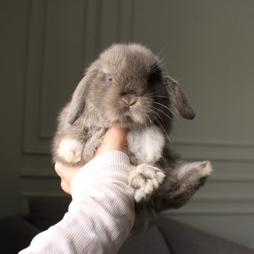 Holland lop - opal vm - One of the most gentle and popular rabbit breeds. The Holland Lop rabbit is known for its dwarf size, small drooping ears, short soft fur, and its friendly and social personality. It is an active and playful rabbit that enjoys moving and jumping a lot. Its weight at adulthood reaches approximately 1 kilogram or less.


Please note:


• Owning a rabbit is a responsibility and requires providing proper care and a suitable environment.


• In case of canceling the reservation during the holding period, only half of the amount will be refunded, and the remaining half will be retained as a deposit.
The remaining deposit can be used for a future reservation or for purchasing products from the store.


• All our rabbits are clean, healthy, and checked before delivery.


• If any health issue or discrepancy is noticed at the time of pickup, please inform us immediately.
No refunds or exchanges will be accepted after the order is confirmed.