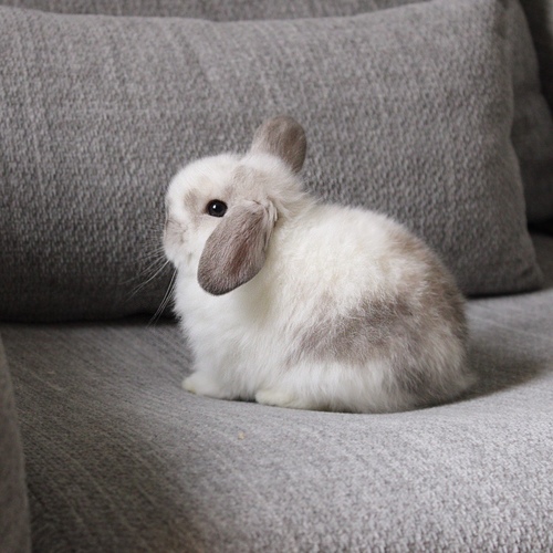 Holland lop - broken sable point - One of the most gentle and popular rabbit breeds. The Holland Lop rabbit is known for its dwarf size, small drooping ears, short soft fur, and its friendly and social personality. It is an active and playful rabbit that enjoys moving and jumping a lot. Its weight at adulthood reaches approximately 1 kilogram or less.


Please note:


• Owning a rabbit is a responsibility and requires providing proper care and a suitable environment.


• In case of canceling the reservation during the holding period, only half of the amount will be refunded, and the remaining half will be retained as a deposit.
The remaining deposit can be used for a future reservation or for purchasing products from the store.


• All our rabbits are clean, healthy, and checked before delivery.


• If any health issue or discrepancy is noticed at the time of pickup, please inform us immediately.
No refunds or exchanges will be accepted after the order is confirmed.