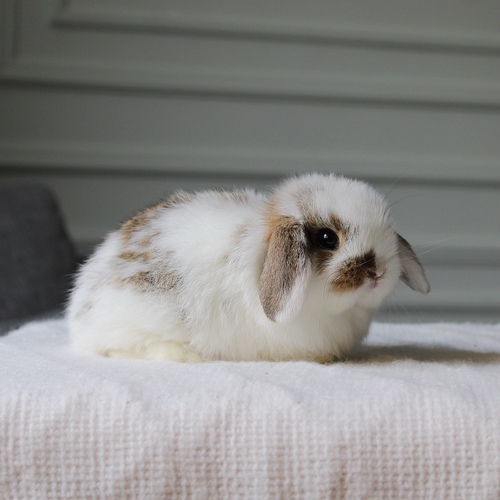 Holland lop - broken chestnut - One of the most gentle and popular rabbit breeds. The Holland Lop rabbit is known for its dwarf size, small drooping ears, short soft fur, and its friendly and social personality. It is an active and playful rabbit that enjoys moving and jumping a lot. Its weight at adulthood reaches approximately 1 kilogram or less.


Please note:


• Owning a rabbit is a responsibility and requires providing proper care and a suitable environment.


• In case of canceling the reservation during the holding period, only half of the amount will be refunded, and the remaining half will be retained as a deposit.
The remaining deposit can be used for a future reservation or for purchasing products from the store.


• All our rabbits are clean, healthy, and checked before delivery.


• If any health issue or discrepancy is noticed at the time of pickup, please inform us immediately.
No refunds or exchanges will be accepted after the order is confirmed.