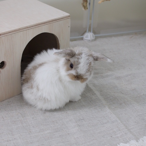 Holland lop - broken - One of the most gentle and popular rabbit breeds. The Holland Lop rabbit is known for its dwarf size, small drooping ears, short soft fur, and its friendly and social personality. It is an active and playful rabbit that enjoys moving and jumping a lot. Its weight at adulthood reaches approximately 1 kilogram or less.


Please note:


• Owning a rabbit is a responsibility and requires providing proper care and a suitable environment.


• In case of canceling the reservation during the holding period, only half of the amount will be refunded, and the remaining half will be retained as a deposit.
The remaining deposit can be used for a future reservation or for purchasing products from the store.


• All our rabbits are clean, healthy, and checked before delivery.


• If any health issue or discrepancy is noticed at the time of pickup, please inform us immediately.
No refunds or exchanges will be accepted after the order is confirmed.