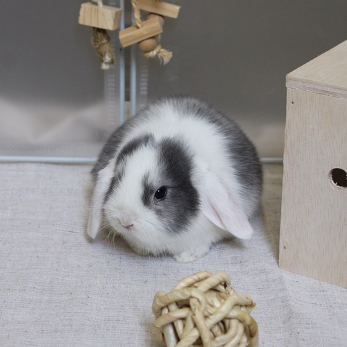 mini lop - vm - The Mini Lop is known for its drooping ears, charming appearance, compact body, and short soft fur. Its personality is usually calm and slightly cautious at first, and it may need some time to adjust to a new environment before becoming comfortable with those around it. Its weight at adulthood typically reaches around 2 to 3 kilograms.


Please note:


• Owning a rabbit is a responsibility and requires providing proper care and a suitable environment.


• In case of canceling the reservation during the holding period, only half of the amount will be refunded, and the remaining half will be retained as a deposit.
The remaining deposit can be used for a future reservation or for purchasing products from the store.


• All our rabbits are clean, healthy, and checked before delivery.


• If any health issue or discrepancy is noticed at the time of pickup, please inform us immediately.
No refunds or exchanges will be accepted after the order is confirmed.