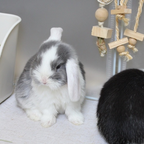 mini lop - vm - The Mini Lop is known for its drooping ears, charming appearance, compact body, and short soft fur. Its personality is usually calm and slightly cautious at first, and it may need some time to adjust to a new environment before becoming comfortable with those around it. Its weight at adulthood typically reaches around 2 to 3 kilograms.


Please note:


• Owning a rabbit is a responsibility and requires providing proper care and a suitable environment.


• In case of canceling the reservation during the holding period, only half of the amount will be refunded, and the remaining half will be retained as a deposit.
The remaining deposit can be used for a future reservation or for purchasing products from the store.


• All our rabbits are clean, healthy, and checked before delivery.


• If any health issue or discrepancy is noticed at the time of pickup, please inform us immediately.
No refunds or exchanges will be accepted after the order is confirmed.