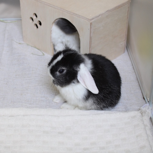 mini lop - vm - The Mini Lop is known for its drooping ears, charming appearance, compact body, and short soft fur. Its personality is usually calm and slightly cautious at first, and it may need some time to adjust to a new environment before becoming comfortable with those around it. Its weight at adulthood typically reaches around 2 to 3 kilograms.


Please note:


• Owning a rabbit is a responsibility and requires providing proper care and a suitable environment.


• In case of canceling the reservation during the holding period, only half of the amount will be refunded, and the remaining half will be retained as a deposit.
The remaining deposit can be used for a future reservation or for purchasing products from the store.


• All our rabbits are clean, healthy, and checked before delivery.


• If any health issue or discrepancy is noticed at the time of pickup, please inform us immediately.
No refunds or exchanges will be accepted after the order is confirmed.