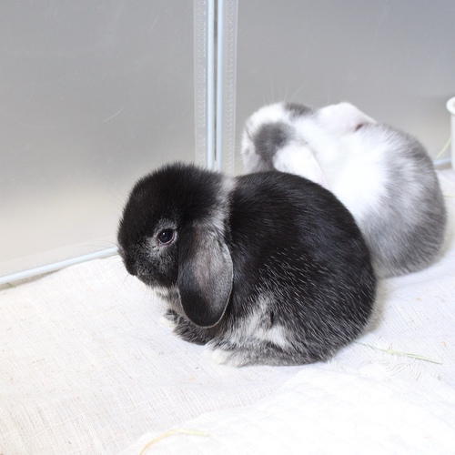 mini lop - black silver marten - The Mini Lop is known for its drooping ears, charming appearance, compact body, and short soft fur. Its personality is usually calm and slightly cautious at first, and it may need some time to adjust to a new environment before becoming comfortable with those around it. Its weight at adulthood typically reaches around 2 to 3 kilograms.


Please note:


• Owning a rabbit is a responsibility and requires providing proper care and a suitable environment.


• In case of canceling the reservation during the holding period, only half of the amount will be refunded, and the remaining half will be retained as a deposit.
The remaining deposit can be used for a future reservation or for purchasing products from the store.


• All our rabbits are clean, healthy, and checked before delivery.


• If any health issue or discrepancy is noticed at the time of pickup, please inform us immediately.
No refunds or exchanges will be accepted after the order is confirmed.