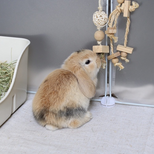 Mini lop - harlequin - The Mini Lop is known for its drooping ears, charming appearance, compact body, and short soft fur. Its personality is usually calm and slightly cautious at first, and it may need some time to adjust to a new environment before becoming comfortable with those around it. Its weight at adulthood typically reaches around 2 to 3 kilograms.


Please note:


• Owning a rabbit is a responsibility and requires providing proper care and a suitable environment.


• In case of canceling the reservation during the holding period, only half of the amount will be refunded, and the remaining half will be retained as a deposit.
The remaining deposit can be used for a future reservation or for purchasing products from the store.


• All our rabbits are clean, healthy, and checked before delivery.


• If any health issue or discrepancy is noticed at the time of pickup, please inform us immediately.
No refunds or exchanges will be accepted after the order is confirmed.