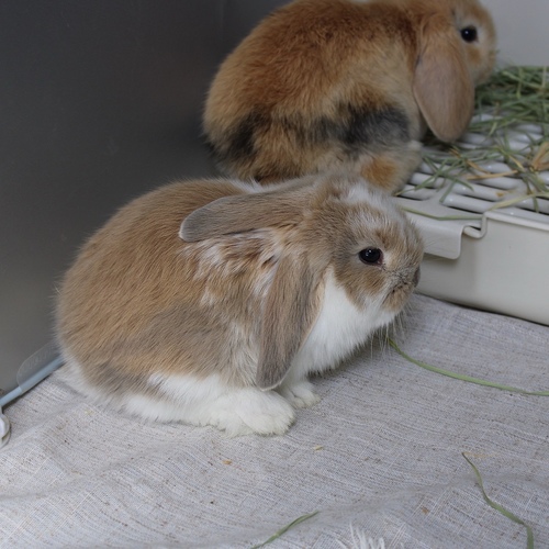 Mini lop - broken blue tort - The Mini Lop is known for its drooping ears, charming appearance, compact body, and short soft fur. Its personality is usually calm and slightly cautious at first, and it may need some time to adjust to a new environment before becoming comfortable with those around it. Its weight at adulthood typically reaches around 2 to 3 kilograms.


Please note:


• Owning a rabbit is a responsibility and requires providing proper care and a suitable environment.


• In case of canceling the reservation during the holding period, only half of the amount will be refunded, and the remaining half will be retained as a deposit.
The remaining deposit can be used for a future reservation or for purchasing products from the store.


• All our rabbits are clean, healthy, and checked before delivery.


• If any health issue or discrepancy is noticed at the time of pickup, please inform us immediately.
No refunds or exchanges will be accepted after the order is confirmed.