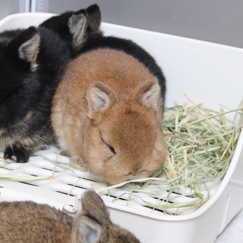 Netherland dwarf - chestnut - The Netherland Dwarf rabbit is one of the smallest rabbit breeds. It is characterized by its very small body, short ears, short soft fur, and its adorable appearance with a friendly and social personality. It is an active and playful rabbit that loves to move and jump frequently. Its weight at adulthood reaches approximately 1 kilogram or less.


Please note:


• Owning a rabbit is a responsibility and requires providing proper care and a suitable environment.


• In case of canceling the reservation during the holding period, only half of the amount will be refunded, and the remaining half will be retained as a deposit.
The remaining deposit can be used for a future reservation or for purchasing products from the store.


• All our rabbits are clean, healthy, and checked before delivery.


• If any health issue or discrepancy is noticed at the time of pickup, please inform us immediately.
No refunds or exchanges will be accepted after the order is confirmed.