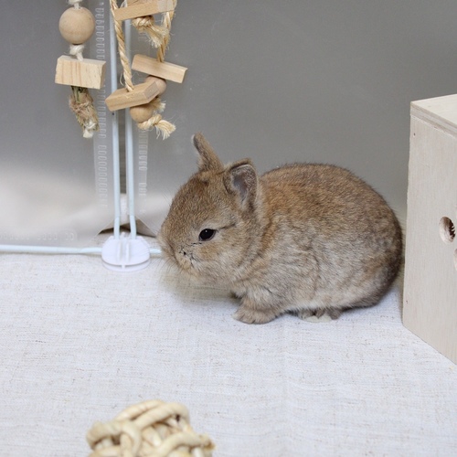 Netherland dwarf - chestnut - The Netherland Dwarf rabbit is one of the smallest rabbit breeds. It is characterized by its very small body, short ears, short soft fur, and its adorable appearance with a friendly and social personality. It is an active and playful rabbit that loves to move and jump frequently. Its weight at adulthood reaches approximately 1 kilogram or less.


Please note:


• Owning a rabbit is a responsibility and requires providing proper care and a suitable environment.


• In case of canceling the reservation during the holding period, only half of the amount will be refunded, and the remaining half will be retained as a deposit.
The remaining deposit can be used for a future reservation or for purchasing products from the store.


• All our rabbits are clean, healthy, and checked before delivery.


• If any health issue or discrepancy is noticed at the time of pickup, please inform us immediately.
No refunds or exchanges will be accepted after the order is confirmed.