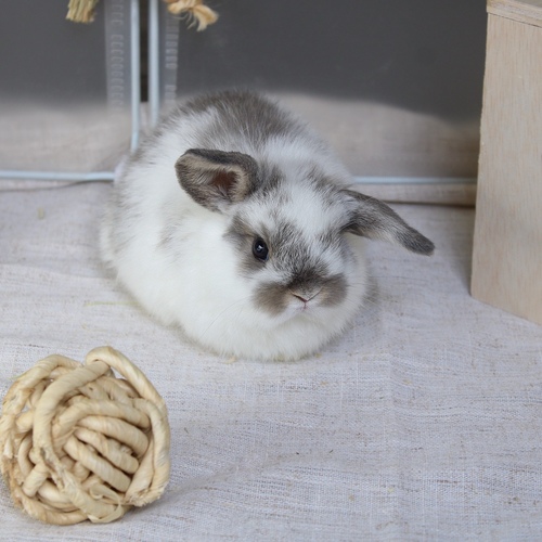 Holland lop - broken blue otter - One of the most gentle and popular rabbit breeds. The Holland Lop rabbit is known for its dwarf size, small drooping ears, short soft fur, and its friendly and social personality. It is an active and playful rabbit that enjoys moving and jumping a lot. Its weight at adulthood reaches approximately 1 kilogram or less.


Please note:


• Owning a rabbit is a responsibility and requires providing proper care and a suitable environment.


• In case of canceling the reservation during the holding period, only half of the amount will be refunded, and the remaining half will be retained as a deposit.
The remaining deposit can be used for a future reservation or for purchasing products from the store.


• All our rabbits are clean, healthy, and checked before delivery.


• If any health issue or discrepancy is noticed at the time of pickup, please inform us immediately.
No refunds or exchanges will be accepted after the order is confirmed.