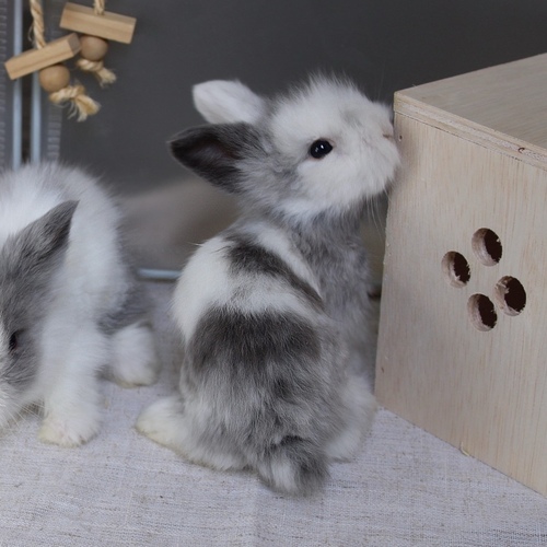 Teddy bear - harlequin - The Teddy Bear rabbit is characterized by its thick, long fur, its charming appearance, and its generally calm personality. Its weight at adulthood reaches approximately 2 kg.


Please note:


• Owning a rabbit is a responsibility and requires providing proper care and a suitable environment.


• In case of canceling the reservation during the holding period, only half of the amount will be refunded, and the remaining half will be retained as a deposit.
The remaining deposit can be used for a future reservation or for purchasing products from the store.


• All our rabbits are clean, healthy, and checked before delivery.


• If any health issue or discrepancy is noticed at the time of pickup, please inform us immediately.
No refunds or exchanges will be accepted after the order is confirmed.