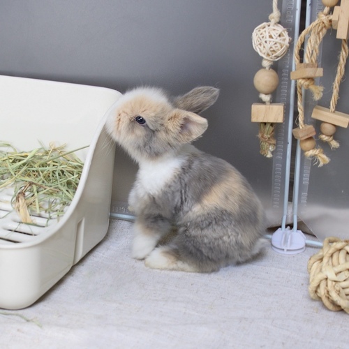 Teddy bear - T-colour - The Teddy Bear rabbit is characterized by its thick, long fur, its charming appearance, and its generally calm personality. Its weight at adulthood reaches approximately 2 kg. 
 Please note: 
 • Owning a rabbit is a responsibility and requires providing proper care and a suitable environment. 
 • In case of canceling the reservation during the holding period, only half of the amount will be refunded, and the remaining half will be retained as a deposit. The remaining deposit can be used for a future reservation or for purchasing products from the store. 
 • All our rabbits are clean, healthy, and checked before delivery. 
 • If any health issue or discrepancy is noticed at the time of pickup, please inform us immediately. No refunds or exchanges will be accepted after the order is confirmed.
