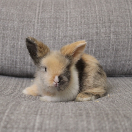 Teddy bear T-colour - The Teddy Bear rabbit is characterized by its thick, long fur, its charming appearance, and its generally calm personality. Its weight at adulthood reaches approximately 2 kg. 
 Please note: 
 • Owning a rabbit is a responsibility and requires providing proper care and a suitable environment. 
 • In case of canceling the reservation during the holding period, only half of the amount will be refunded, and the remaining half will be retained as a deposit. The remaining deposit can be used for a future reservation or for purchasing products from the store. 
 • All our rabbits are clean, healthy, and checked before delivery. 
 • If any health issue or discrepancy is noticed at the time of pickup, please inform us immediately. No refunds or exchanges will be accepted after the order is confirmed.