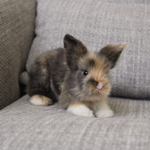 Teddy bear T-colours - The Teddy Bear rabbit is characterized by its thick, long fur, its charming appearance, and its generally calm personality. Its weight at adulthood reaches approximately 2 kg.


Please note:


• Owning a rabbit is a responsibility and requires providing proper care and a suitable environment.


• In case of canceling the reservation during the holding period, only half of the amount will be refunded, and the remaining half will be retained as a deposit.
The remaining deposit can be used for a future reservation or for purchasing products from the store.


• All our rabbits are clean, healthy, and checked before delivery.


• If any health issue or discrepancy is noticed at the time of pickup, please inform us immediately.
No refunds or exchanges will be accepted after the order is confirmed.