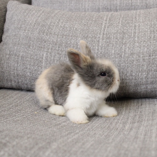 Teddy bear T-colour - The Teddy Bear rabbit is characterized by its thick, long fur, its charming appearance, and its generally calm personality. Its weight at adulthood reaches approximately 2 kg. 
 Please note: 
 • Owning a rabbit is a responsibility and requires providing proper care and a suitable environment. 
 • In case of canceling the reservation during the holding period, only half of the amount will be refunded, and the remaining half will be retained as a deposit. The remaining deposit can be used for a future reservation or for purchasing products from the store. 
 • All our rabbits are clean, healthy, and checked before delivery. 
 • If any health issue or discrepancy is noticed at the time of pickup, please inform us immediately. No refunds or exchanges will be accepted after the order is confirmed.