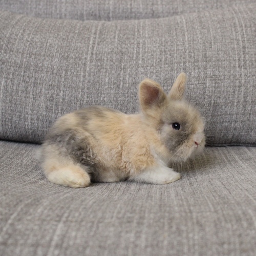 Teddy bear t-colour - The Teddy Bear rabbit is characterized by its thick, long fur, its charming appearance, and its generally calm personality. Its weight at adulthood reaches approximately 2 kg.


Please note:


• Owning a rabbit is a responsibility and requires providing proper care and a suitable environment.


• In case of canceling the reservation during the holding period, only half of the amount will be refunded, and the remaining half will be retained as a deposit.
The remaining deposit can be used for a future reservation or for purchasing products from the store.


• All our rabbits are clean, healthy, and checked before delivery.


• If any health issue or discrepancy is noticed at the time of pickup, please inform us immediately.
No refunds or exchanges will be accepted after the order is confirmed.