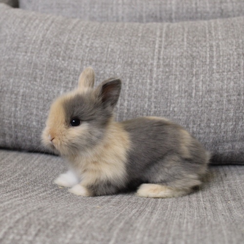 Teddy bear T-colour - The Teddy Bear rabbit is characterized by its thick, long fur, its charming appearance, and its generally calm personality. Its weight at adulthood reaches approximately 2 kg.


Please note:


• Owning a rabbit is a responsibility and requires providing proper care and a suitable environment.


• In case of canceling the reservation during the holding period, only half of the amount will be refunded, and the remaining half will be retained as a deposit.
The remaining deposit can be used for a future reservation or for purchasing products from the store.


• All our rabbits are clean, healthy, and checked before delivery.


• If any health issue or discrepancy is noticed at the time of pickup, please inform us immediately.
No refunds or exchanges will be accepted after the order is confirmed.