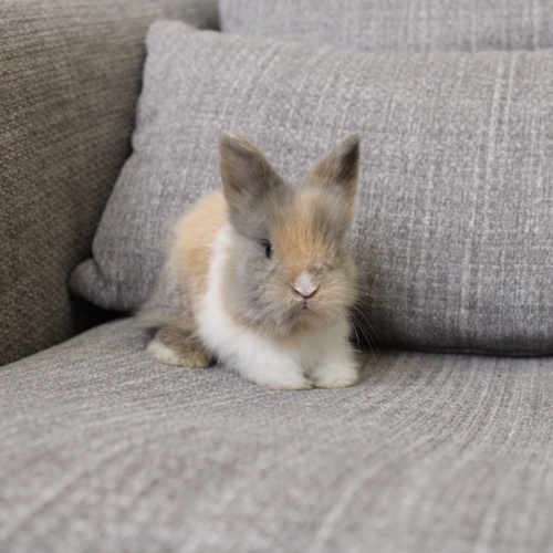 Teddy bear - T-colours - The Teddy Bear rabbit is characterized by its thick, long fur, its charming appearance, and its generally calm personality. Its weight at adulthood reaches approximately 2 kg.


Please note:


• Owning a rabbit is a responsibility and requires providing proper care and a suitable environment.


• In case of canceling the reservation during the holding period, only half of the amount will be refunded, and the remaining half will be retained as a deposit.
The remaining deposit can be used for a future reservation or for purchasing products from the store.


• All our rabbits are clean, healthy, and checked before delivery.


• If any health issue or discrepancy is noticed at the time of pickup, please inform us immediately.
No refunds or exchanges will be accepted after the order is confirmed.