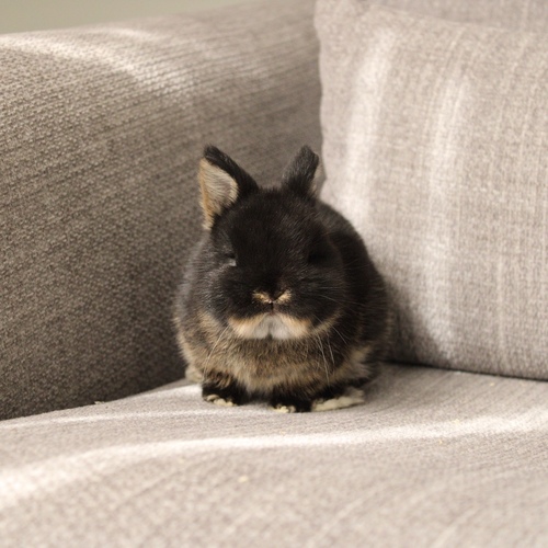 Netherland dwarf - black otter - The Netherland Dwarf rabbit is one of the smallest rabbit breeds. It is characterized by its very small body, short ears, short soft fur, and its adorable appearance with a friendly and social personality. It is an active and playful rabbit that loves to move and jump frequently. Its weight at adulthood reaches approximately 1 kilogram or less.


Please note:


• Owning a rabbit is a responsibility and requires providing proper care and a suitable environment.


• In case of canceling the reservation during the holding period, only half of the amount will be refunded, and the remaining half will be retained as a deposit.
The remaining deposit can be used for a future reservation or for purchasing products from the store.


• All our rabbits are clean, healthy, and checked before delivery.


• If any health issue or discrepancy is noticed at the time of pickup, please inform us immediately.
No refunds or exchanges will be accepted after the order is confirmed.