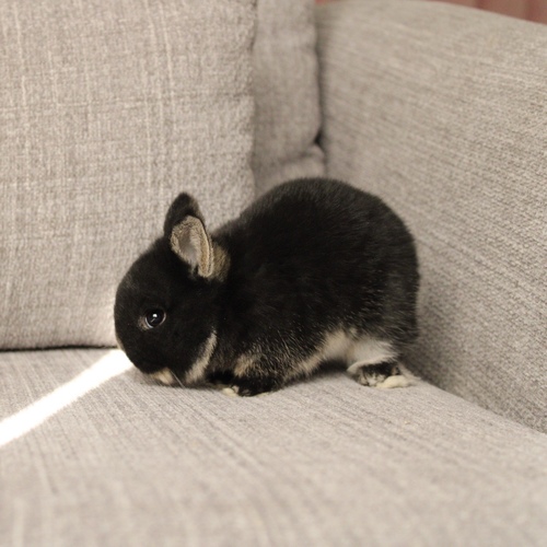 Netherland dwarf - black otter - The Netherland Dwarf rabbit is one of the smallest rabbit breeds. It is characterized by its very small body, short ears, short soft fur, and its adorable appearance with a friendly and social personality. It is an active and playful rabbit that loves to move and jump frequently. Its weight at adulthood reaches approximately 1 kilogram or less. 
 Please note: 
 • Owning a rabbit is a responsibility and requires providing proper care and a suitable environment. 
 • In case of canceling the reservation during the holding period, only half of the amount will be refunded, and the remaining half will be retained as a deposit. The remaining deposit can be used for a future reservation or for purchasing products from the store. 
 • All our rabbits are clean, healthy, and checked before delivery. 
 • If any health issue or discrepancy is noticed at the time of pickup, please inform us immediately. No refunds or exchanges will be accepted after the order is confirmed.