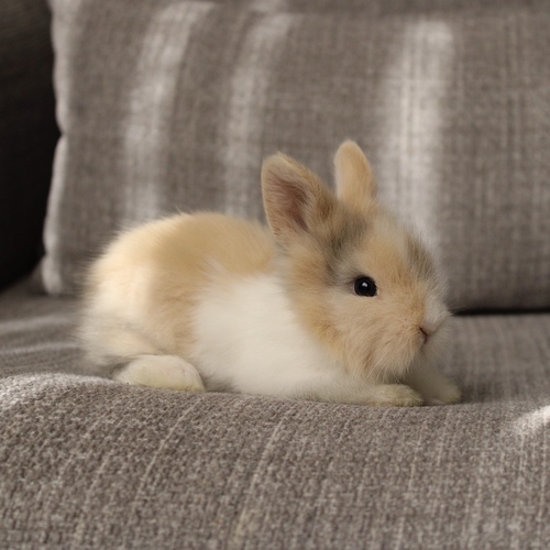 Teddy bear - T-colours - The Teddy Bear rabbit is characterized by its thick, long fur, its charming appearance, and its generally calm personality. Its weight at adulthood reaches approximately 2 kg.


Please note:


• Owning a rabbit is a responsibility and requires providing proper care and a suitable environment.


• In case of canceling the reservation during the holding period, only half of the amount will be refunded, and the remaining half will be retained as a deposit.
The remaining deposit can be used for a future reservation or for purchasing products from the store.


• All our rabbits are clean, healthy, and checked before delivery.


• If any health issue or discrepancy is noticed at the time of pickup, please inform us immediately.
No refunds or exchanges will be accepted after the order is confirmed.