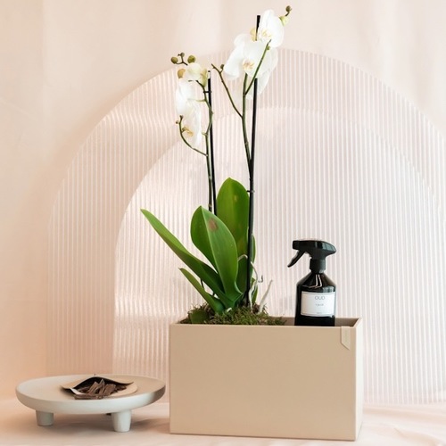 Orchid large leather box w gifts - 1tola bukhor super soyofi 
Home spray 500ml Fresh flowers  Leather larg box Height 80 cm
Width 35 cm



Flowers may vary depending the availability