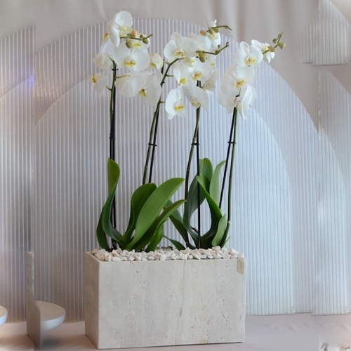 orchid large travertine box