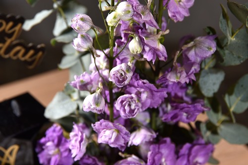 Viola
