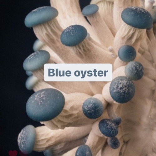 blue oyster liquid culture