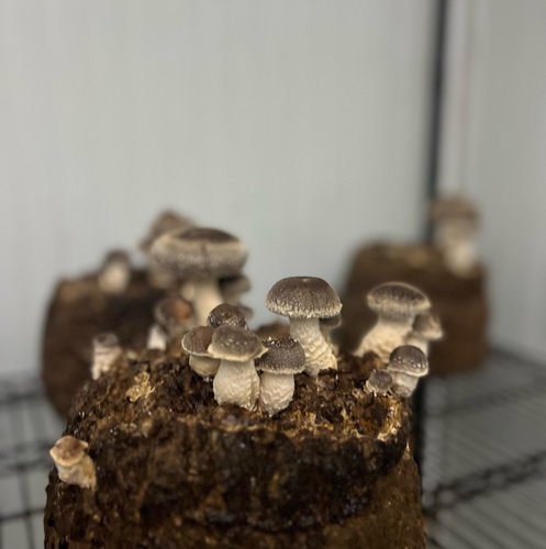 shiitake - Experience the joy of growing your own fresh Shiitake mushrooms at home with the Shiitake Grow Kit.
This kit is fully prepared and easy to use—just open the bag, mist with water daily, and watch your mushrooms grow.
Enjoy a fresh harvest packed with delicious flavor and health benefits, including immune support and heart health.
Perfect for beginners, food lovers, and healthy lifestyle enthusiasts.