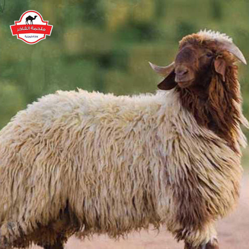 Local Kuwaiti Naimi sheep, 5 months - Local Kuwaiti product from our own farms